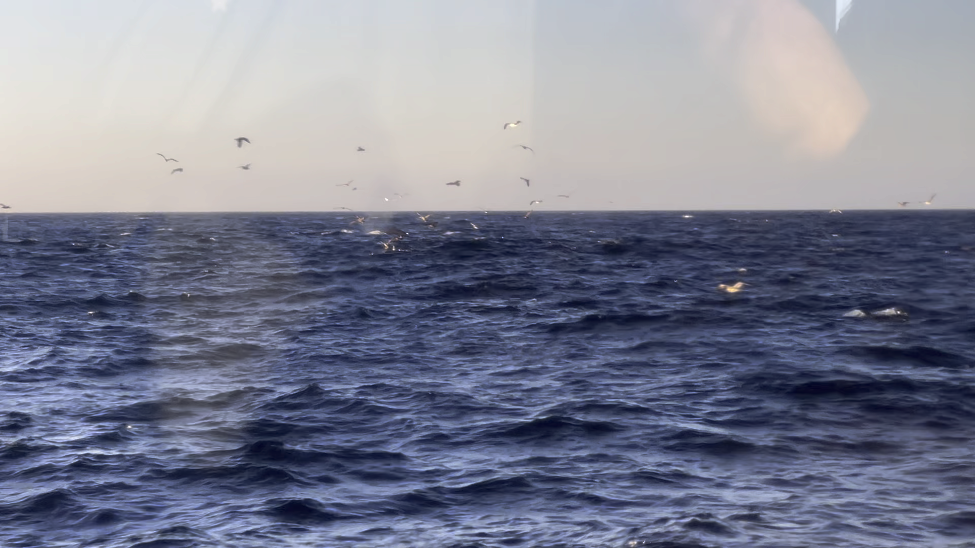 Another video of
Humpback whales</a> in schools of dolphin and yellowfin tuna, on the shuttle
from Dana Point to Avalon